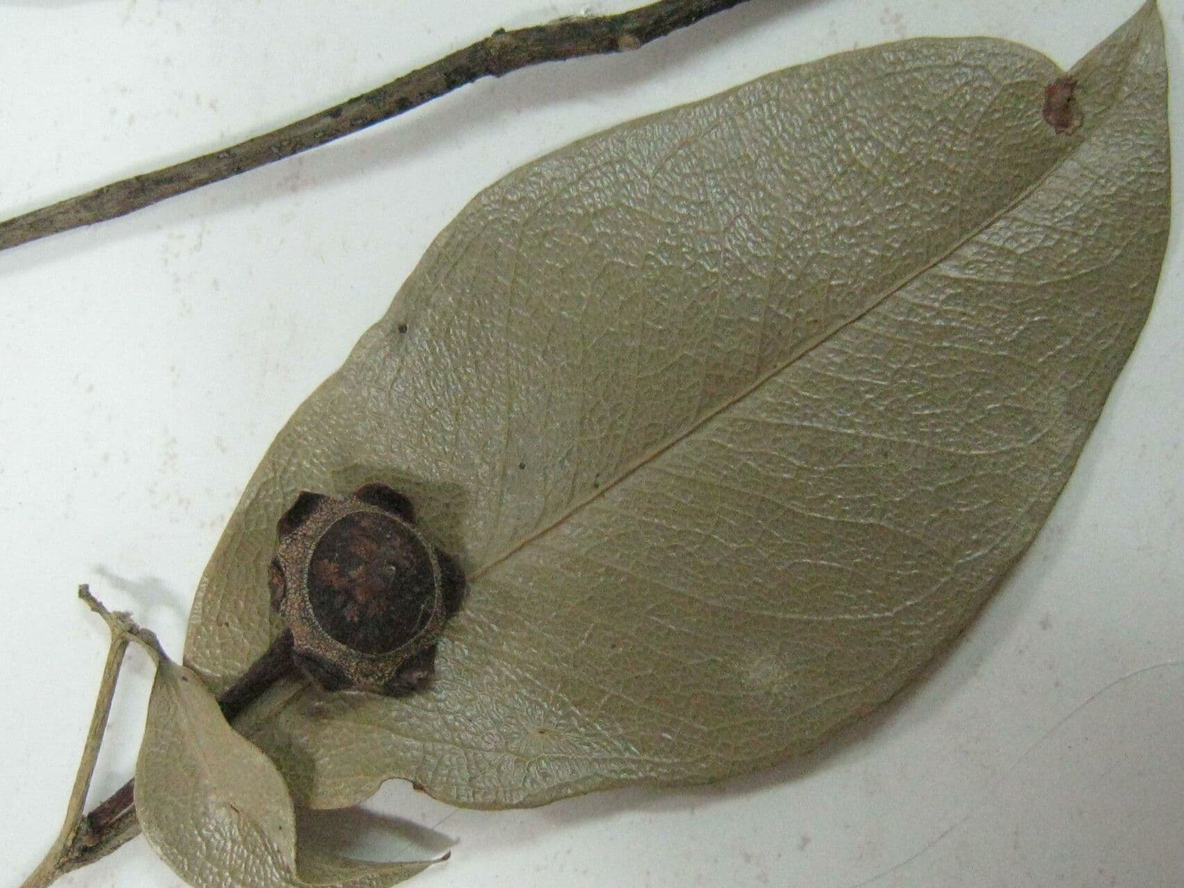 Eschweilera collinare 6