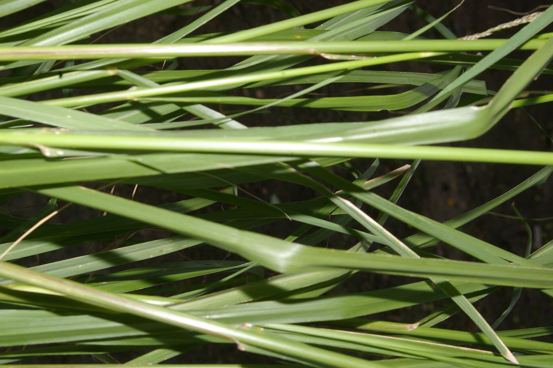 Eragrostis prolifera 3