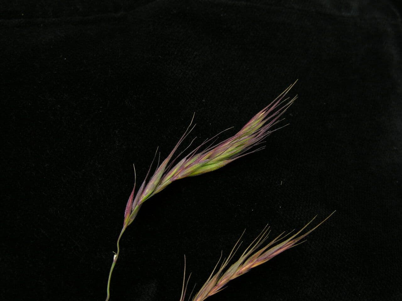 Elymus nutans
