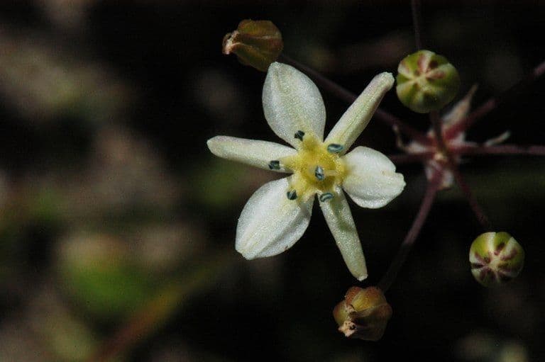 Muilla marittima