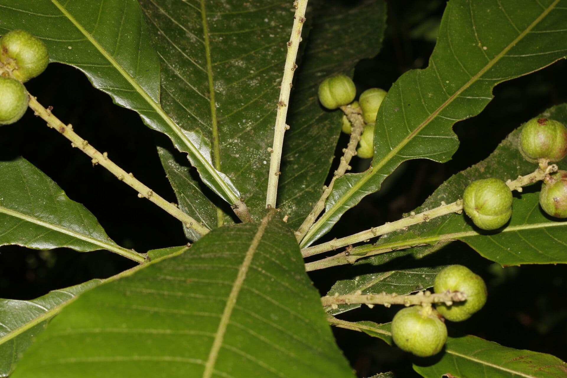 Lonchocarpus 8