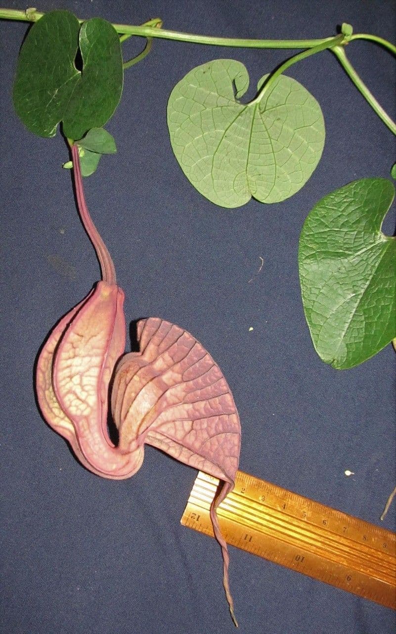 Fiore d'anatra 27