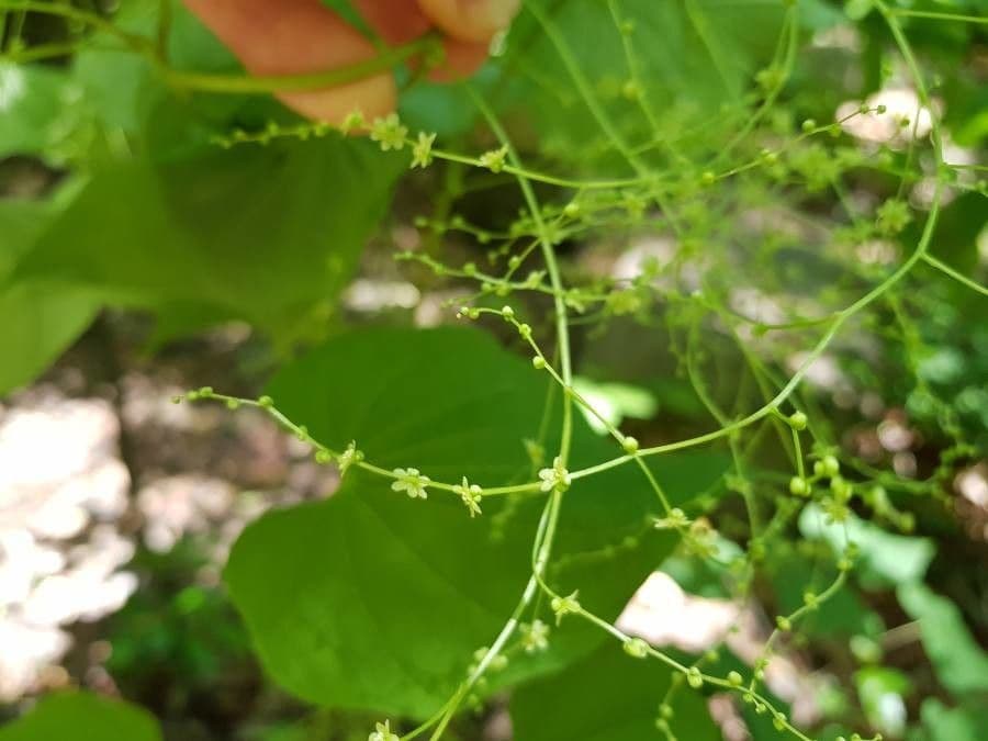 Dioscorea villosa 6