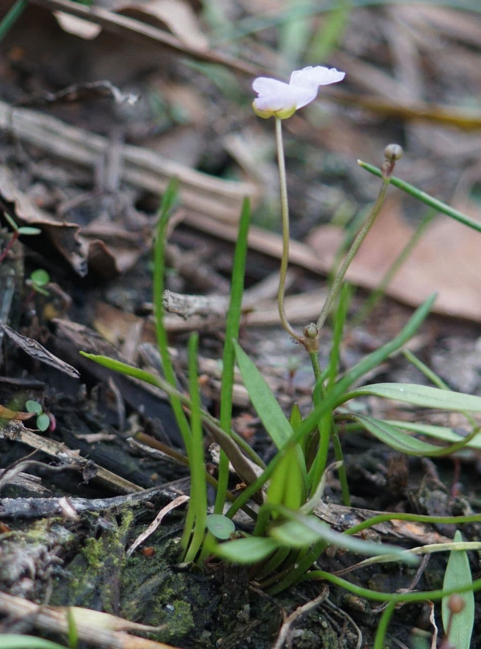 Alisma ranuncoloide 13