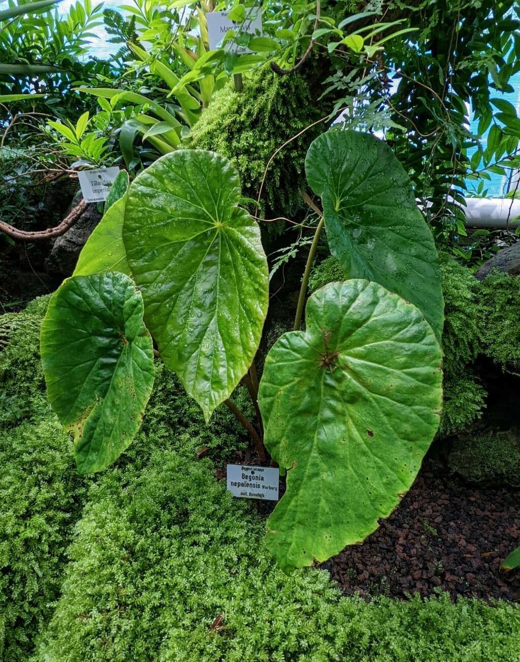 Begonia