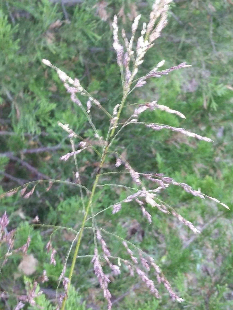 Tridens flavus 3