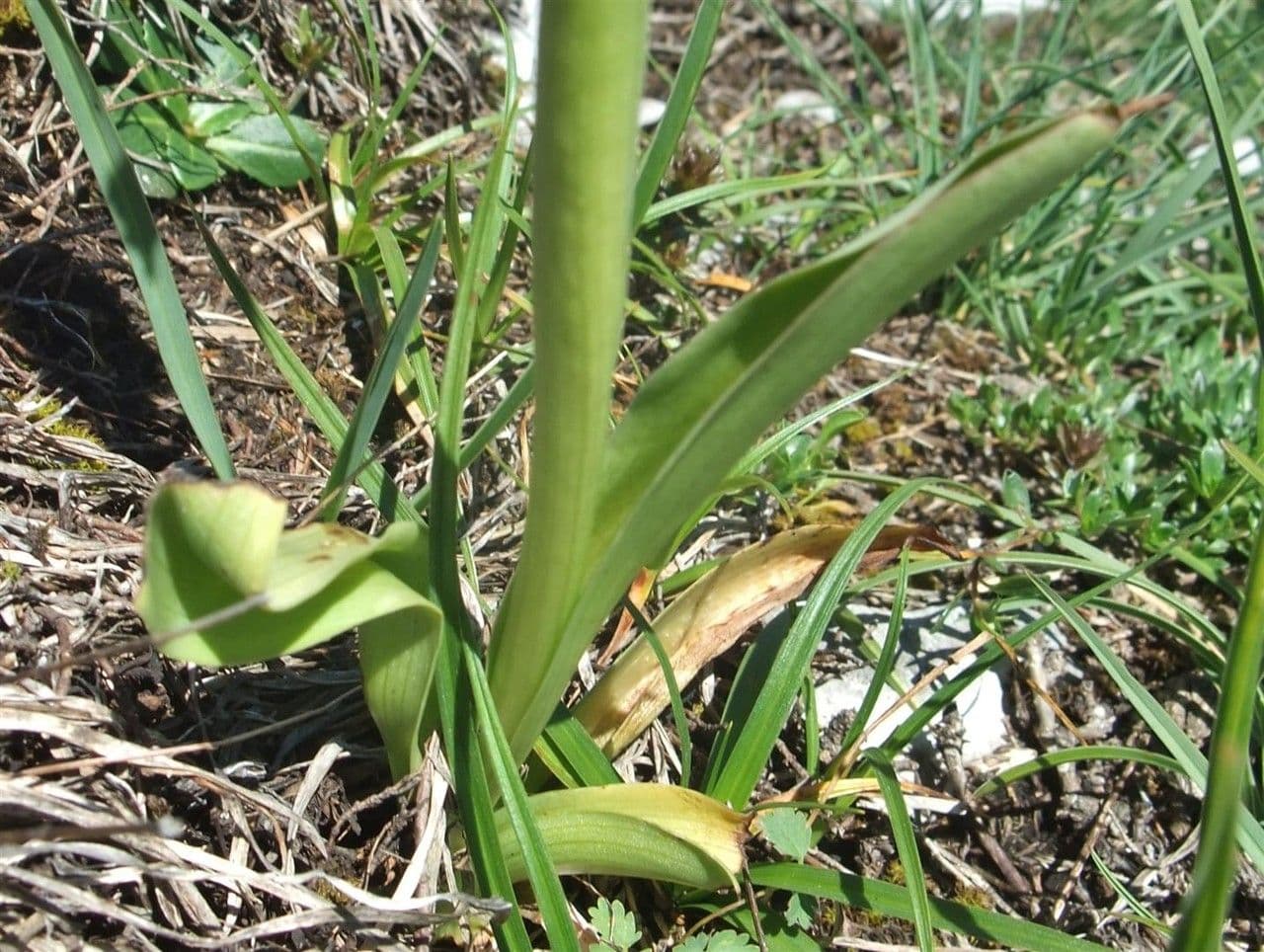 Orchide bruciacchiata 23