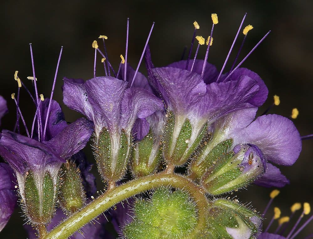 Facelia crenulata