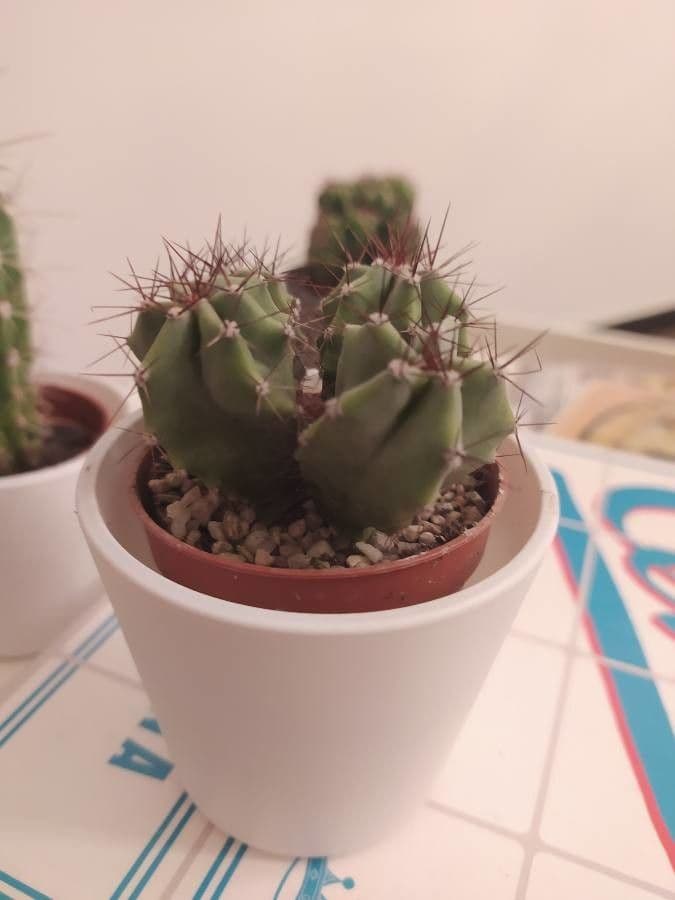 Cactus calice di rosa 16