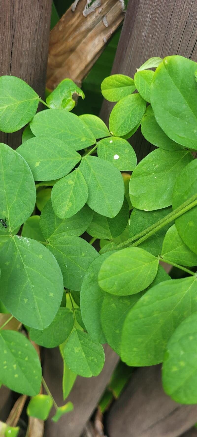 Clitoria ternatea 19