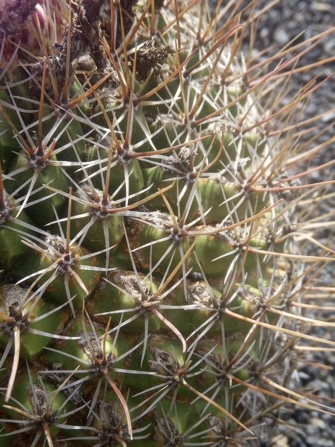 Thelocactus 5
