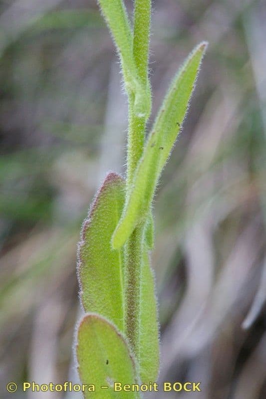 Arabis nova 16