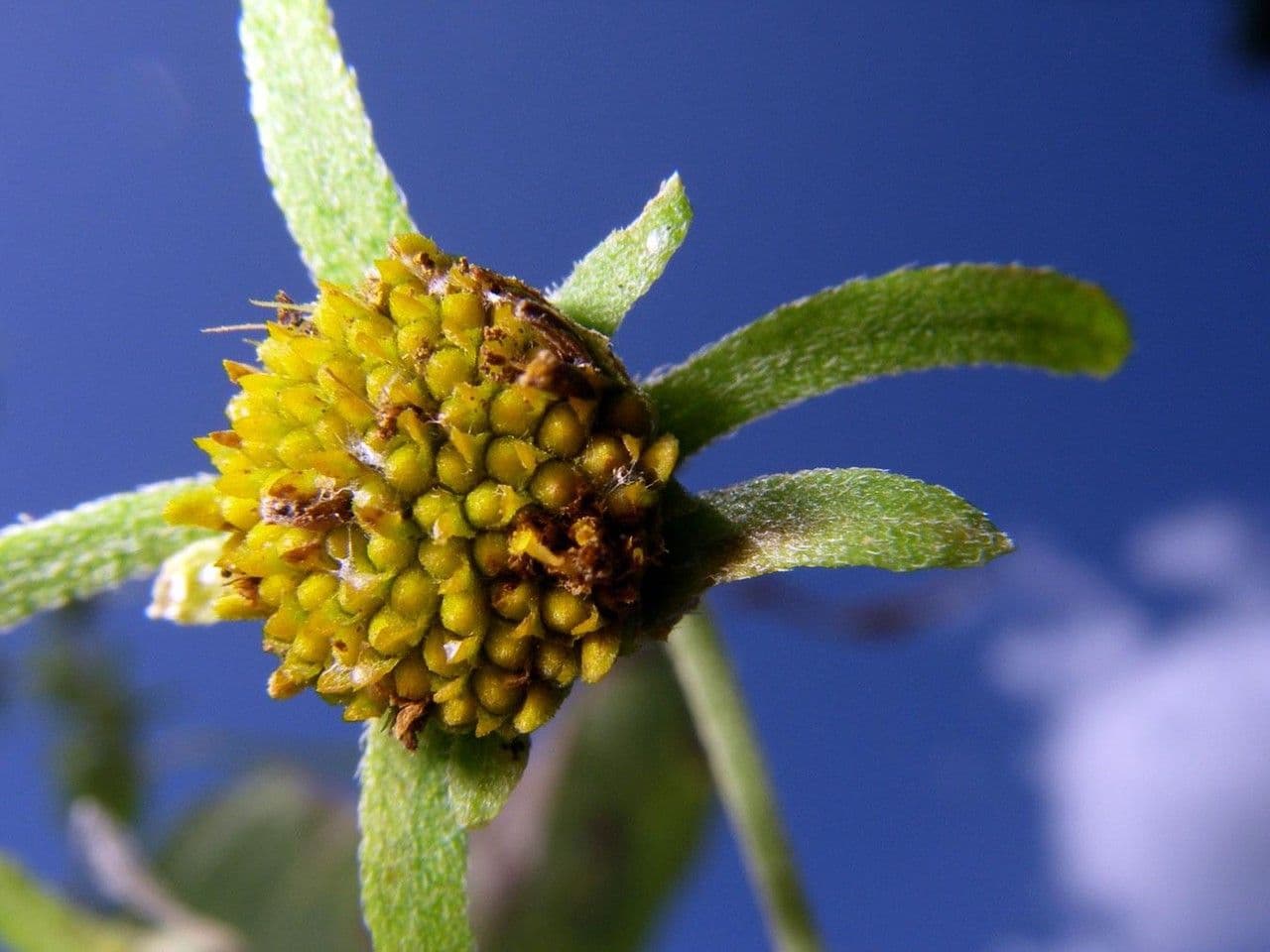 Zexmenia