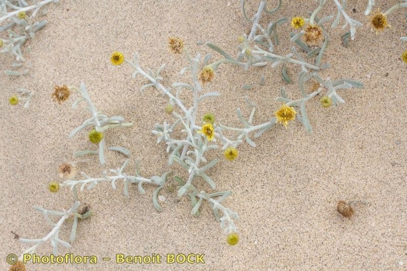 Pulicaria 16