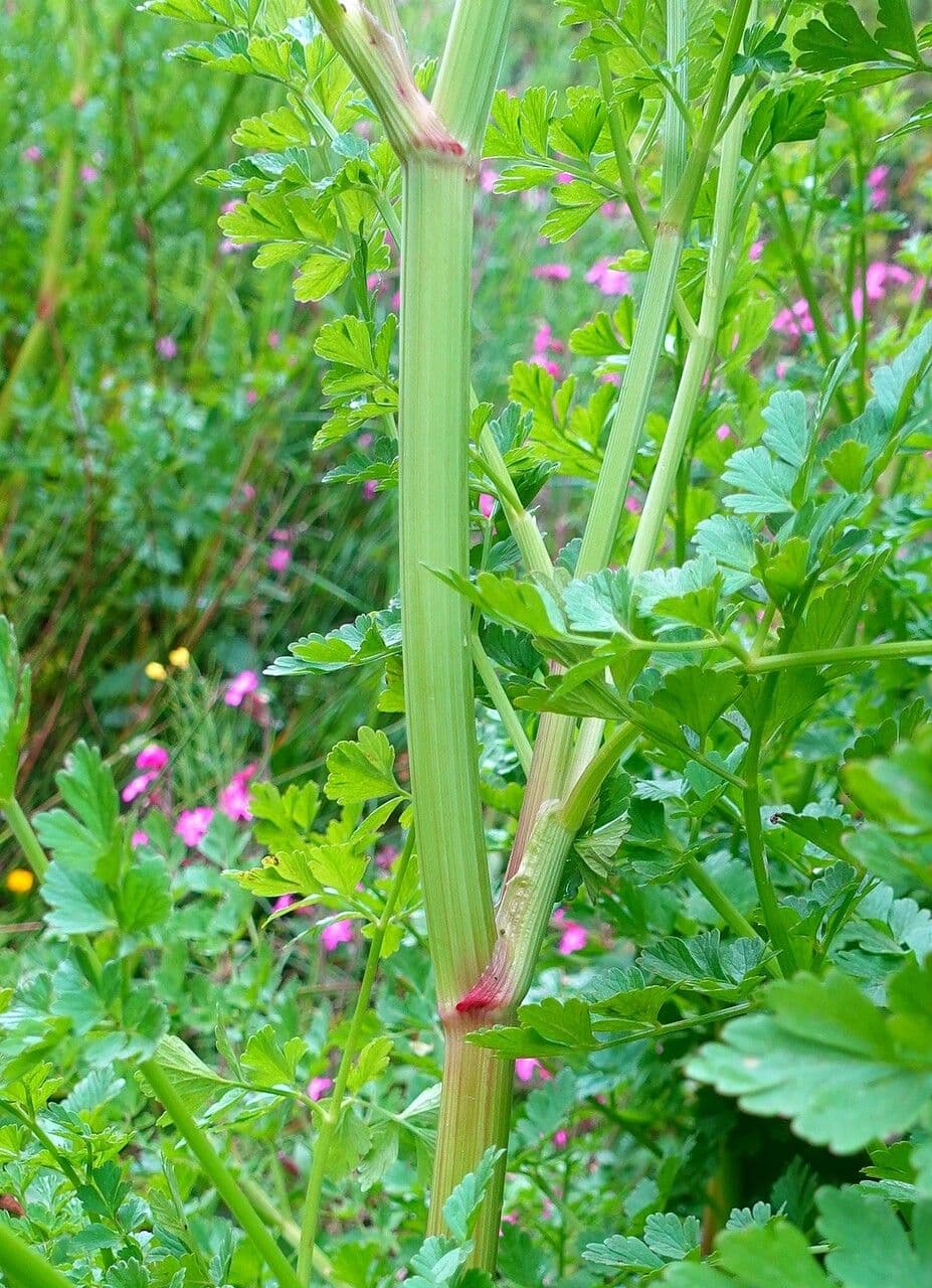 Finocchio acquatico 21