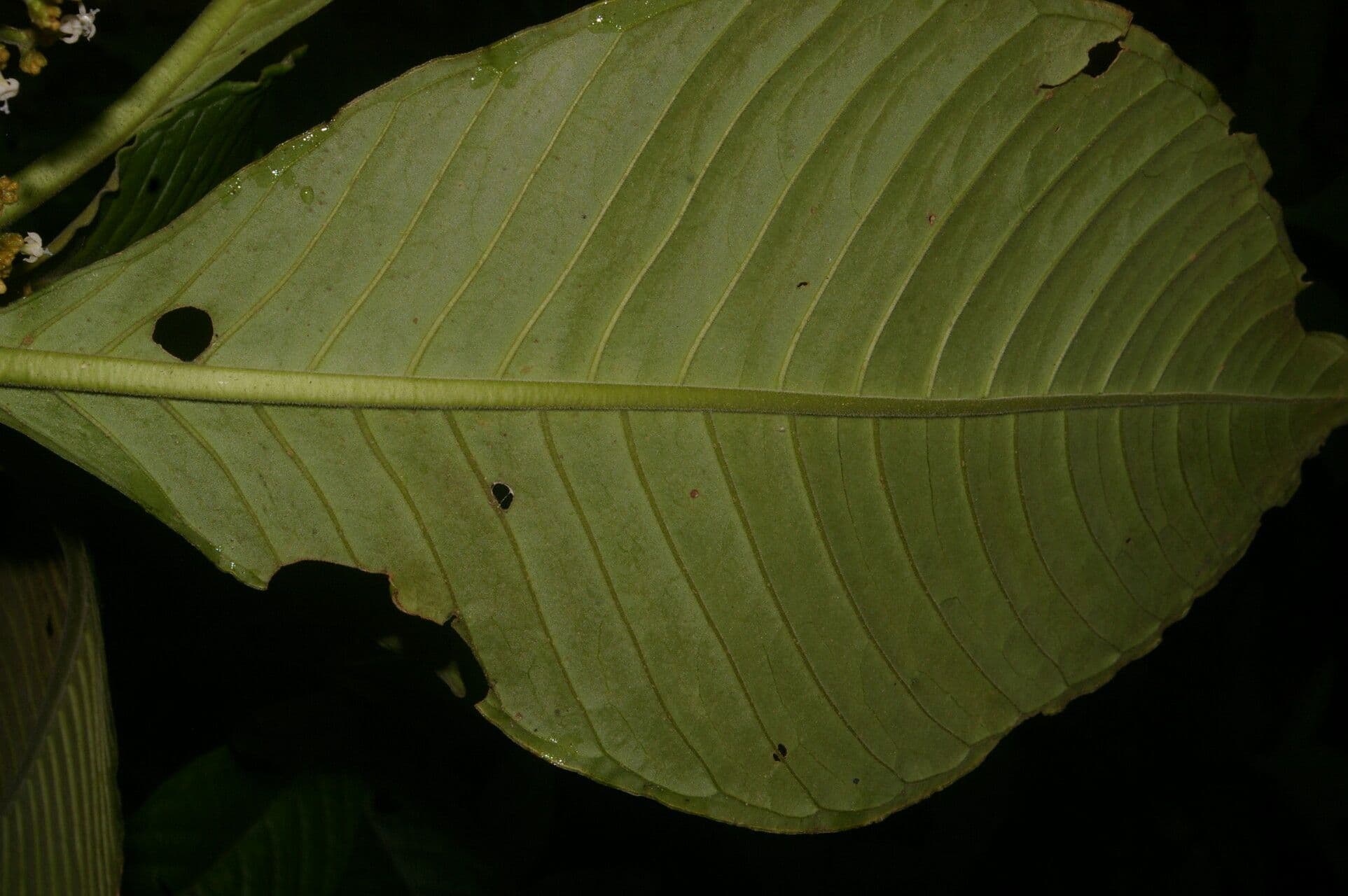 Notopleura 12