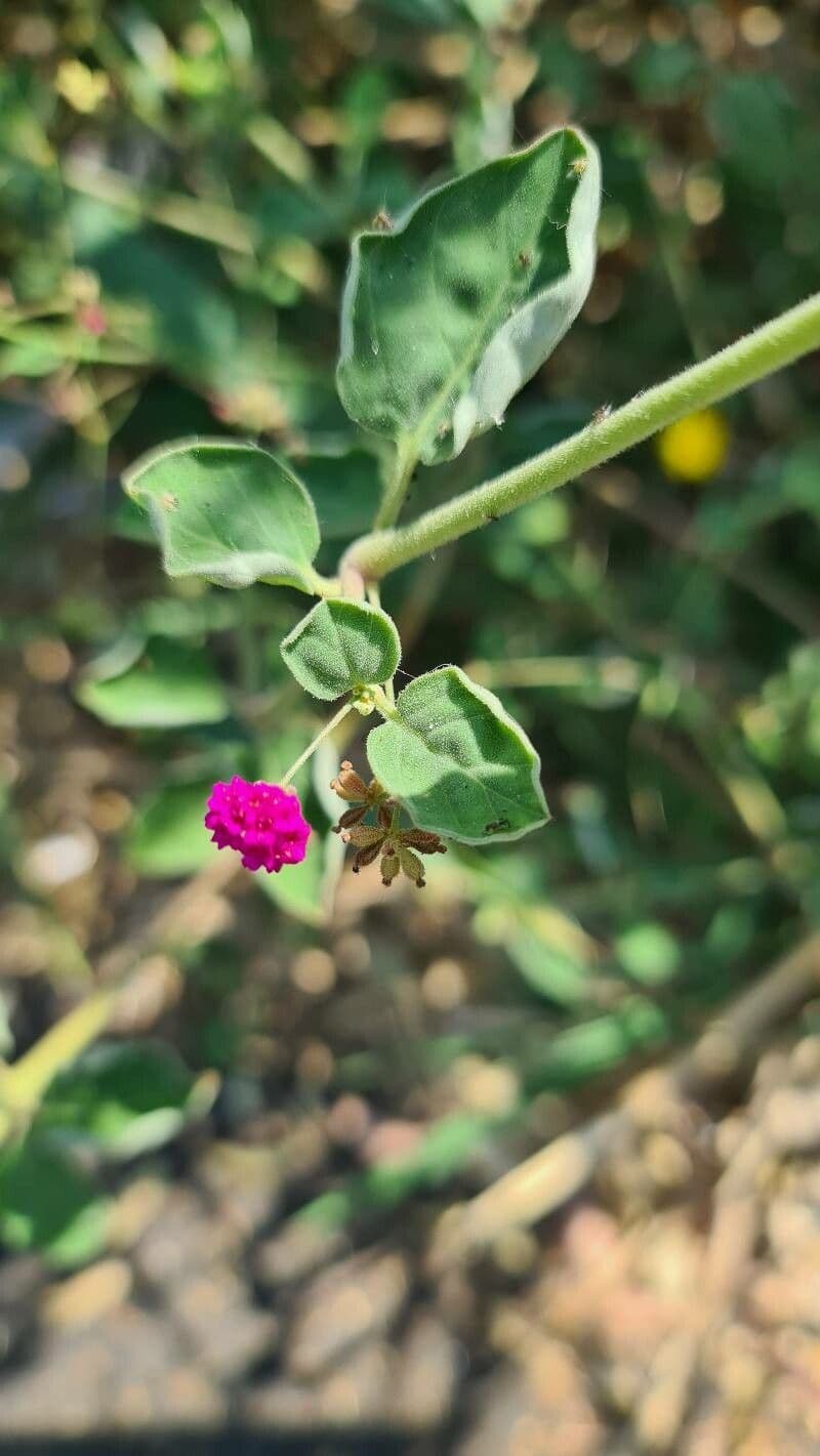 Boerhavia diffusa 9