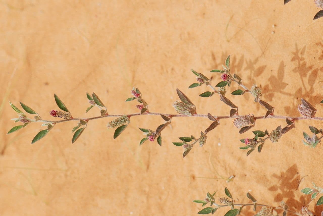 Indigofera diphylla 20
