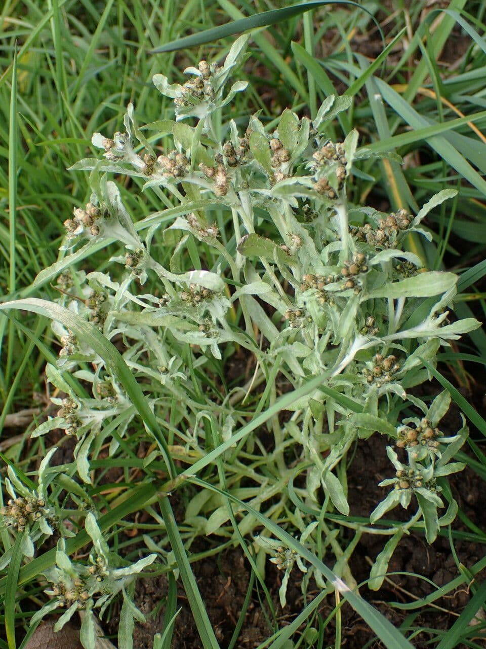 Gnaphalium 15