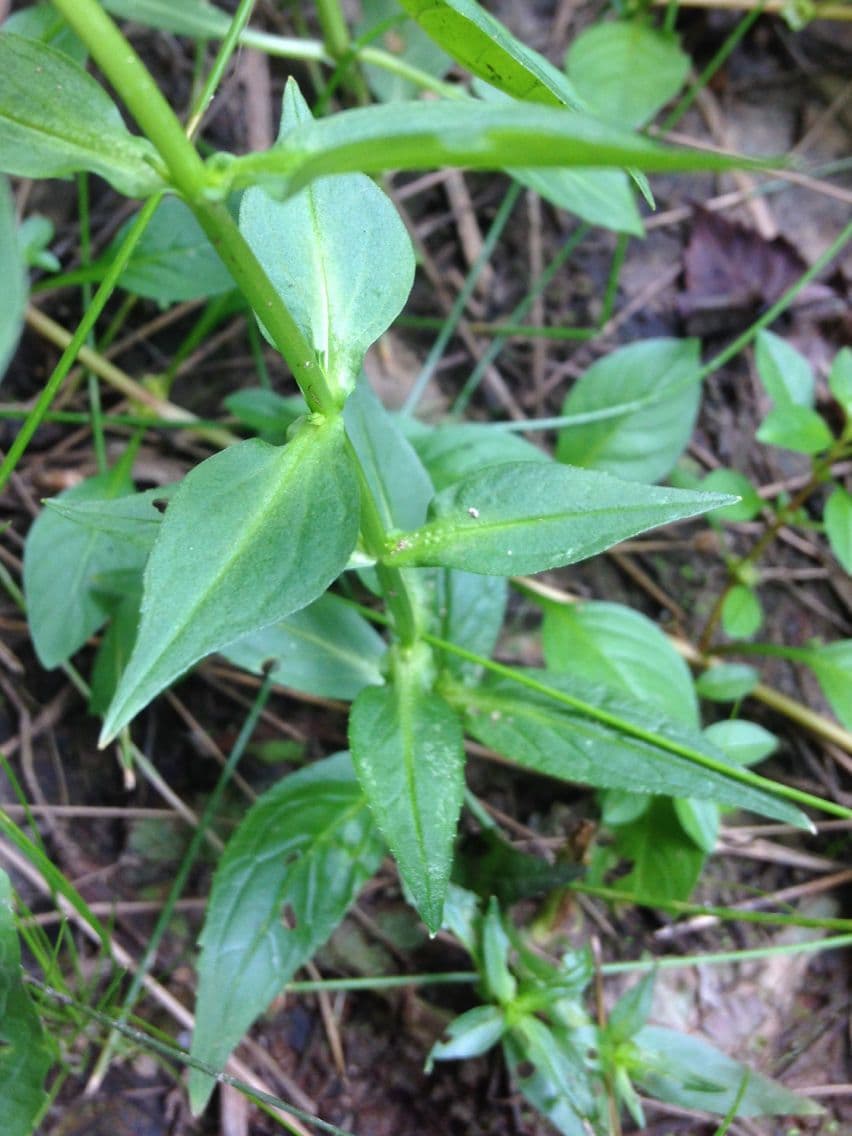 Ruellia 8