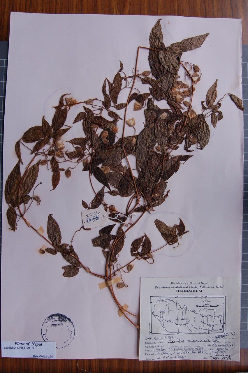 Clematis