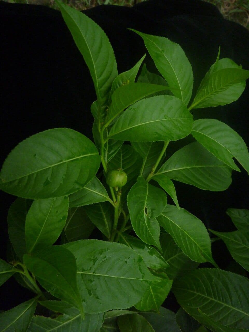 Excoecaria 3