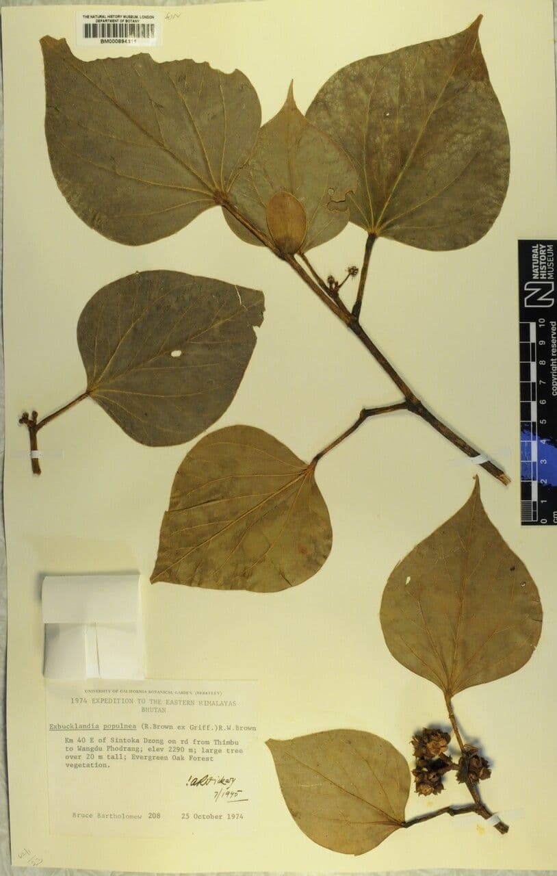 Exbucklandia