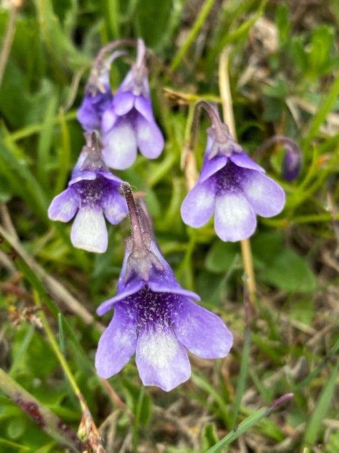 Tučnice 3