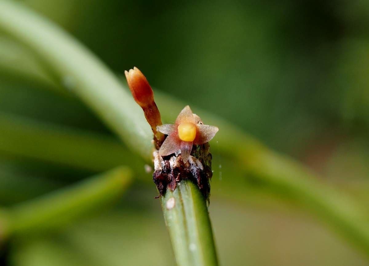 Ceratostylis 2