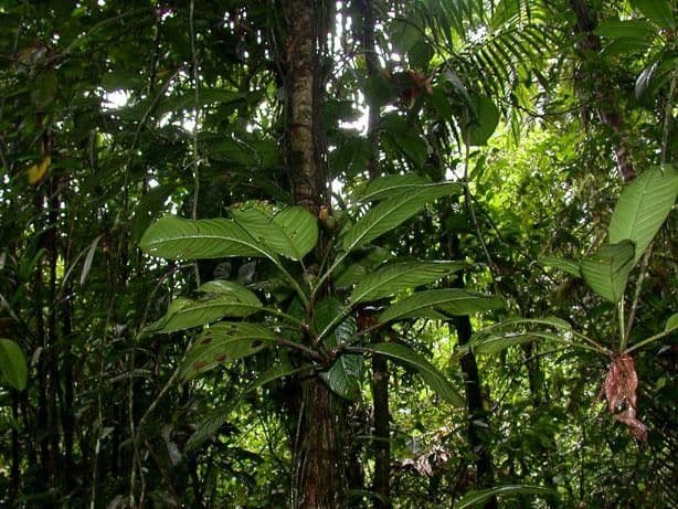 Philodendron 2