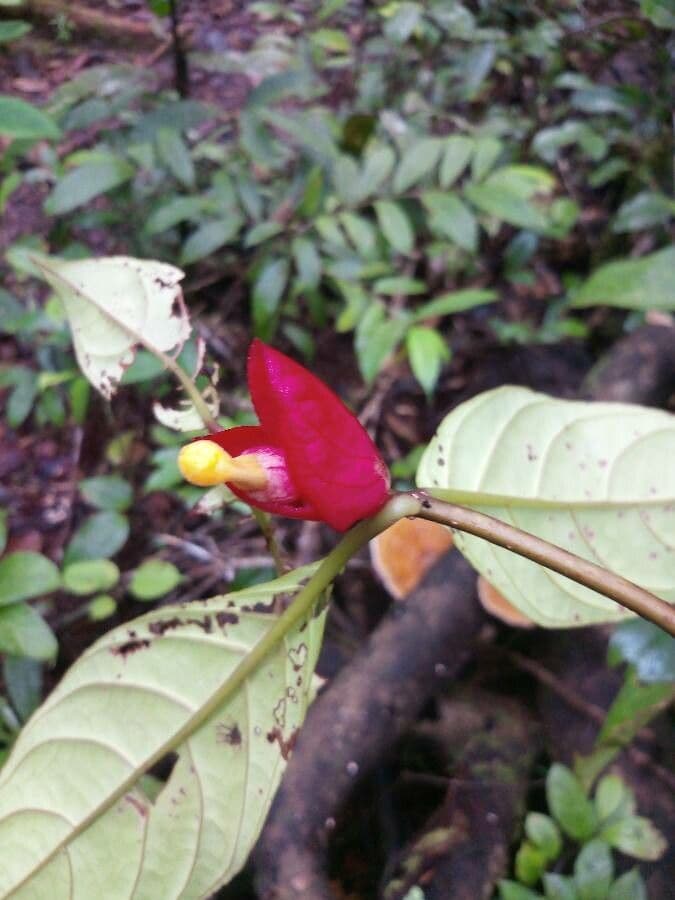 Drymonia coccinea 4