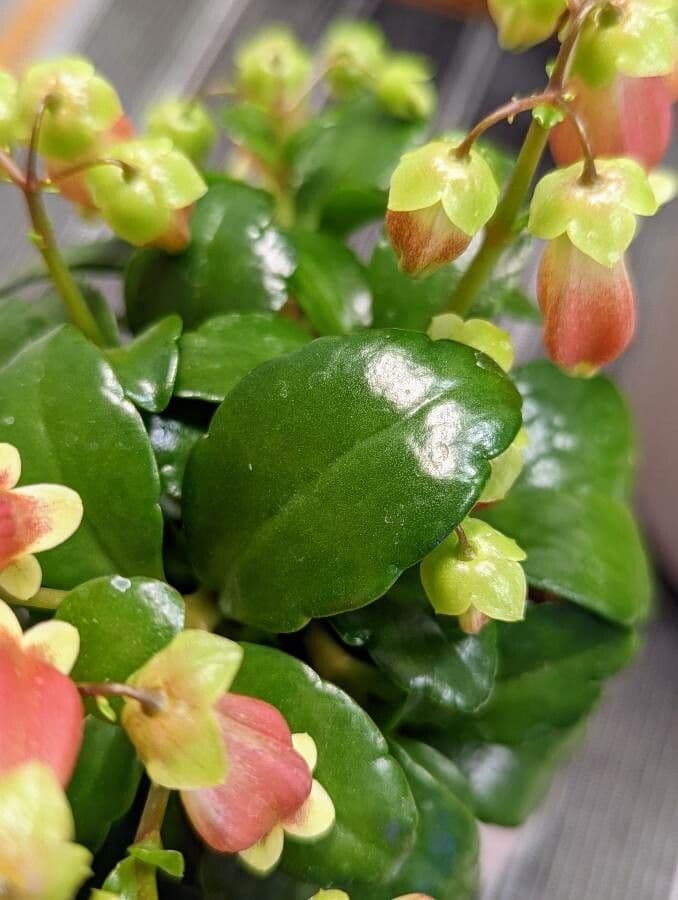 Kalanchoe 13