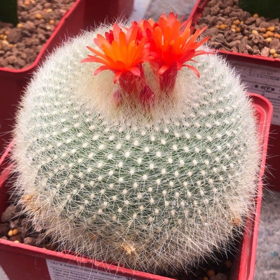 Cactus Palla Scarlatta 10