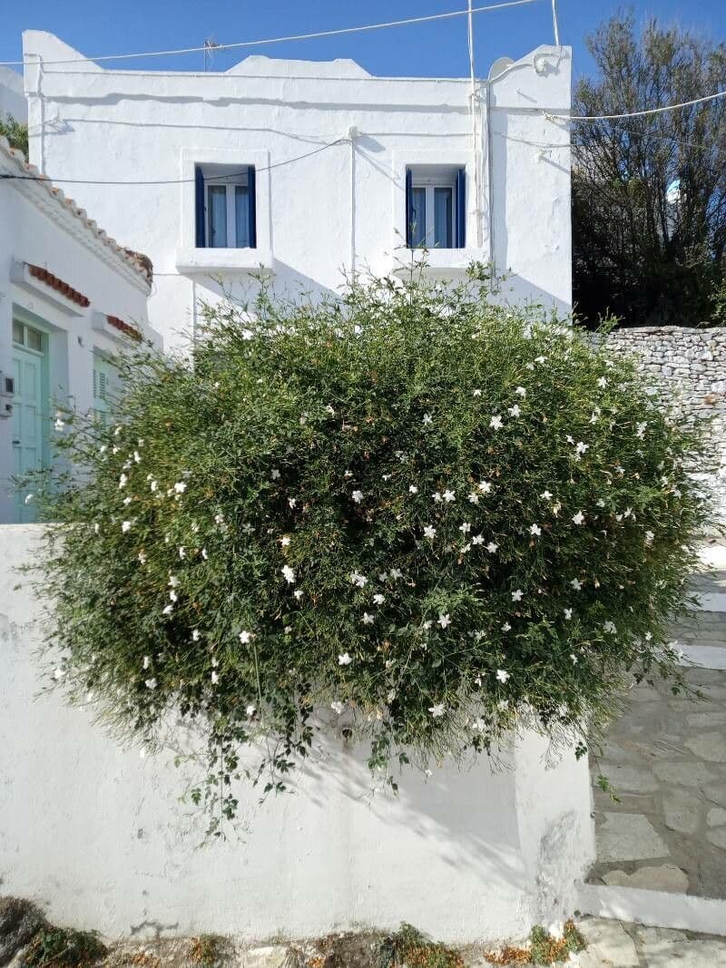 Großblütiger Jasmin 13