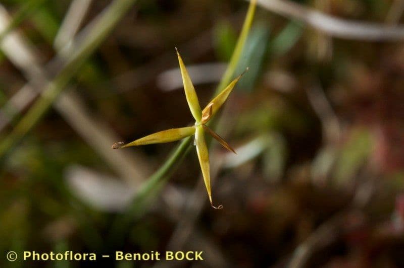 Carice pauciflora 26