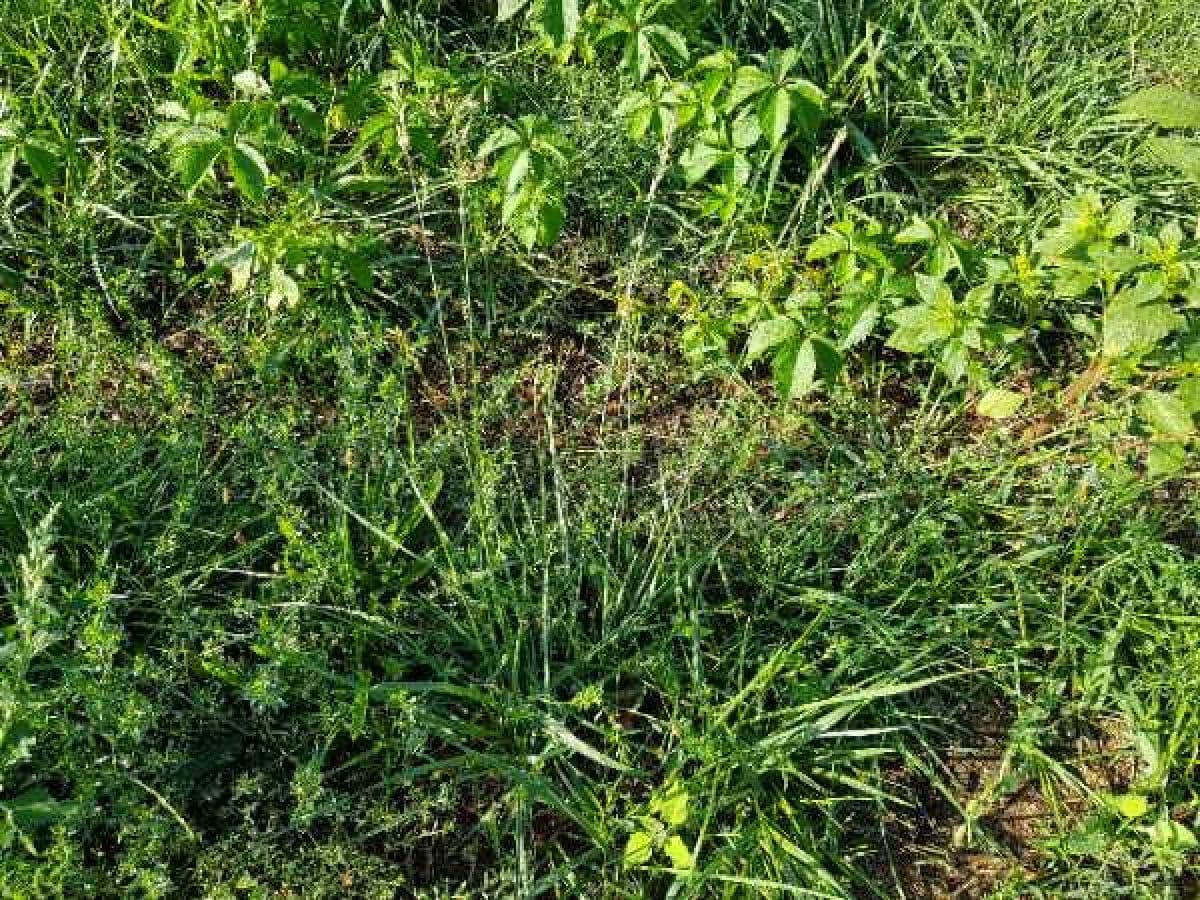 Festuca falascona 10