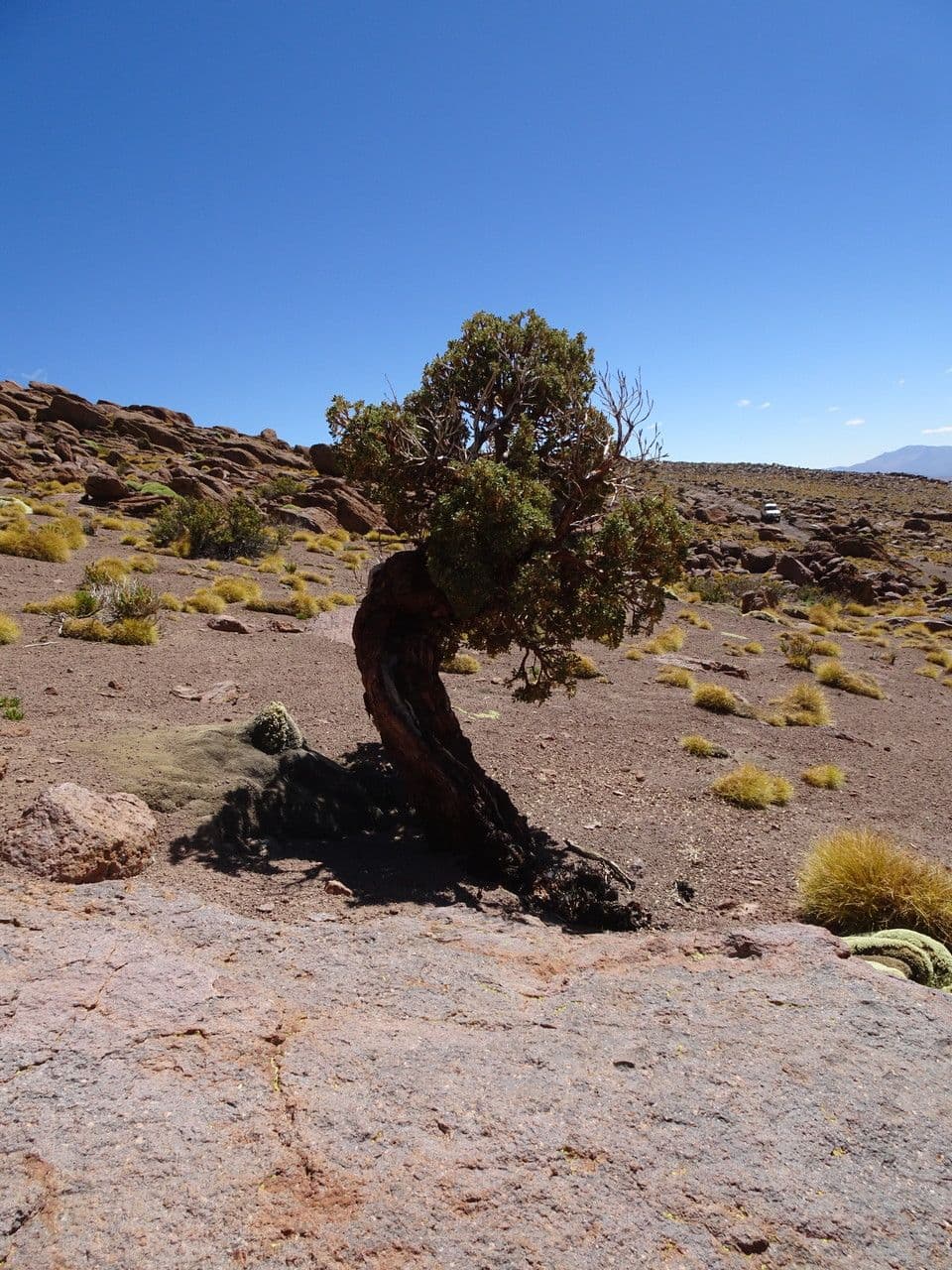 Polylepis 4