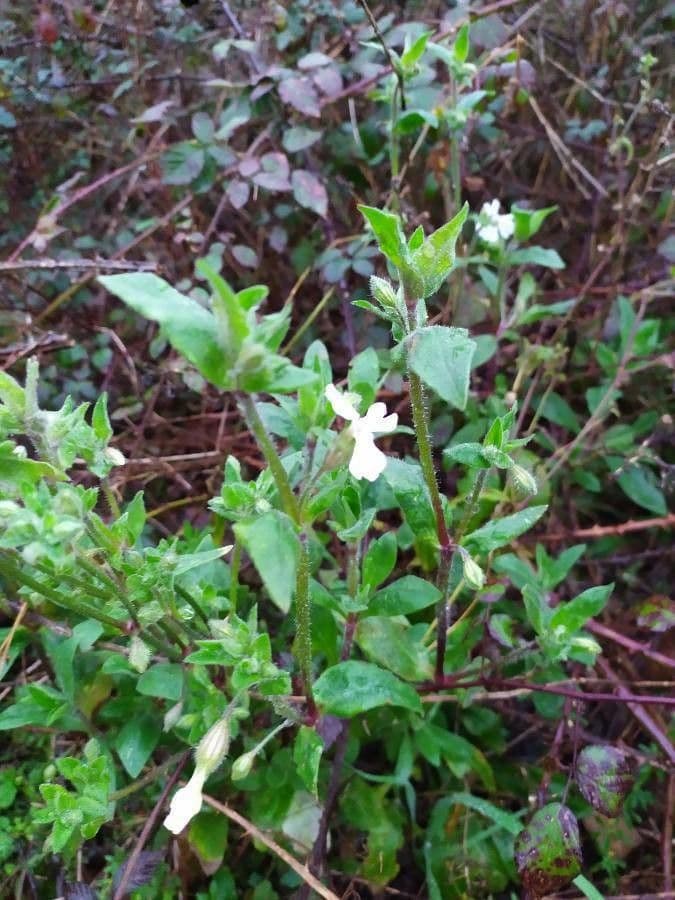Silene secundiflora 16