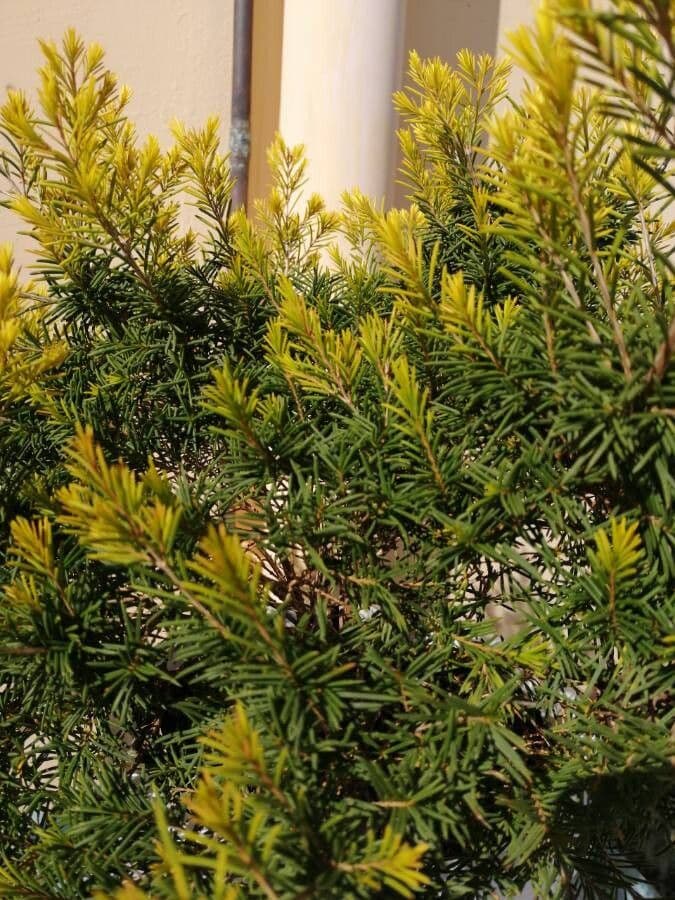 Chamelaucium uncinatum 11