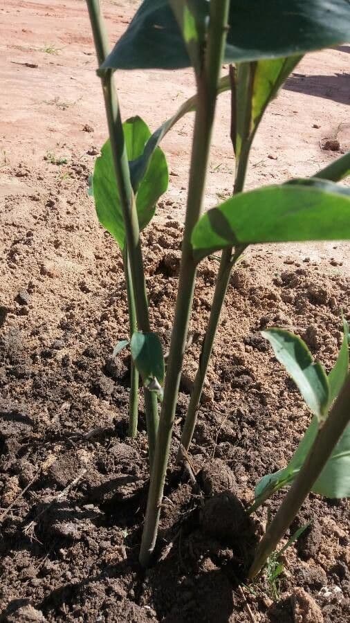 Zázvor purpurový 21