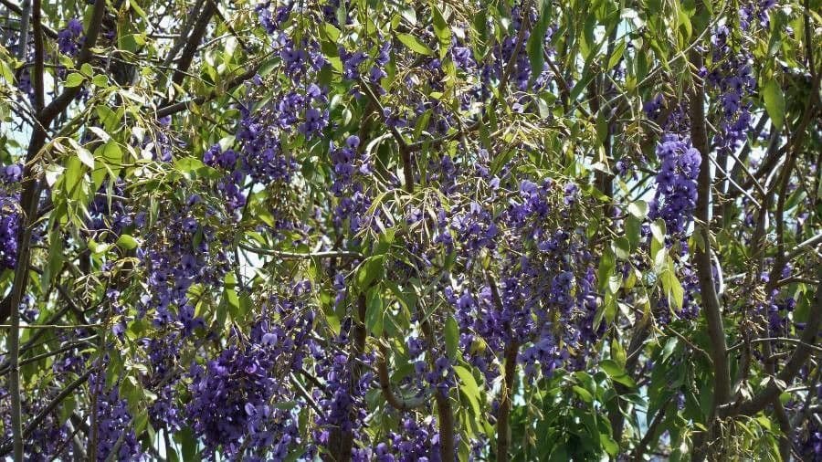 Bolusanthus 6