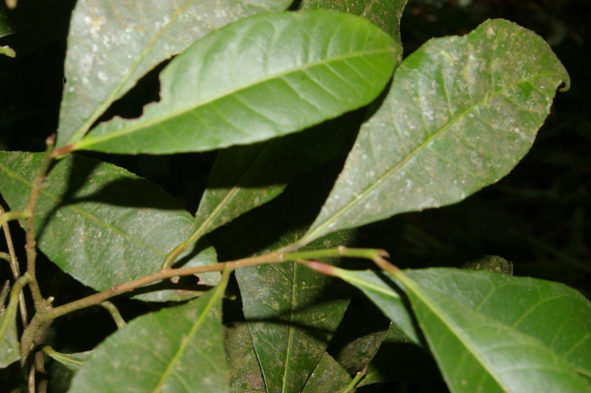Gymnanthes 7