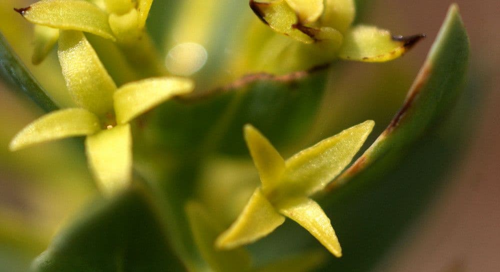 Thymelaea sanamunda 3