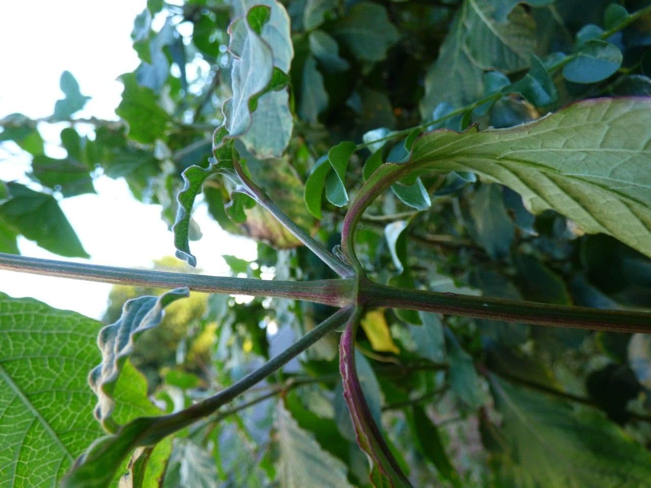 Achyranthes aspera 22