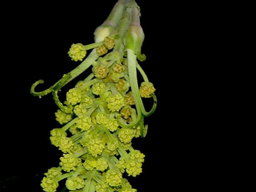 Mabea occidentale