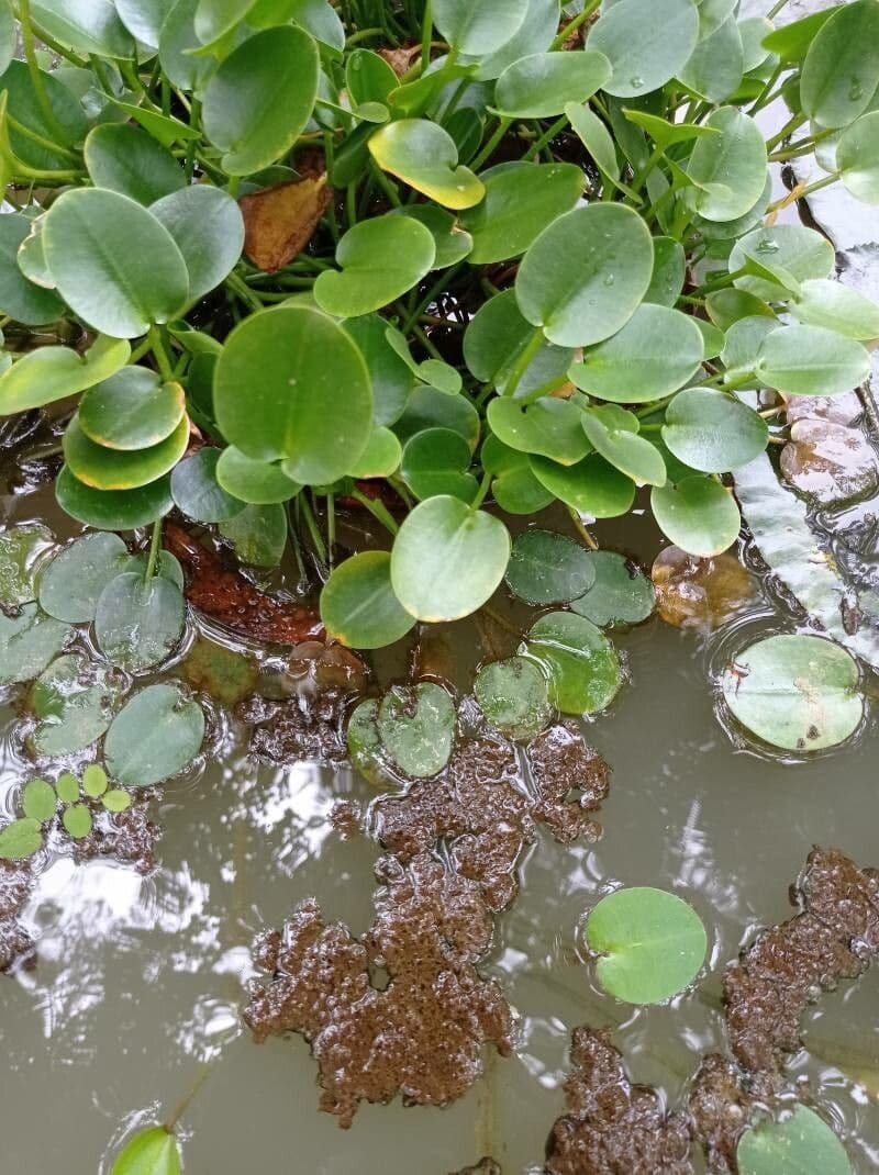 Hydrocleys 9