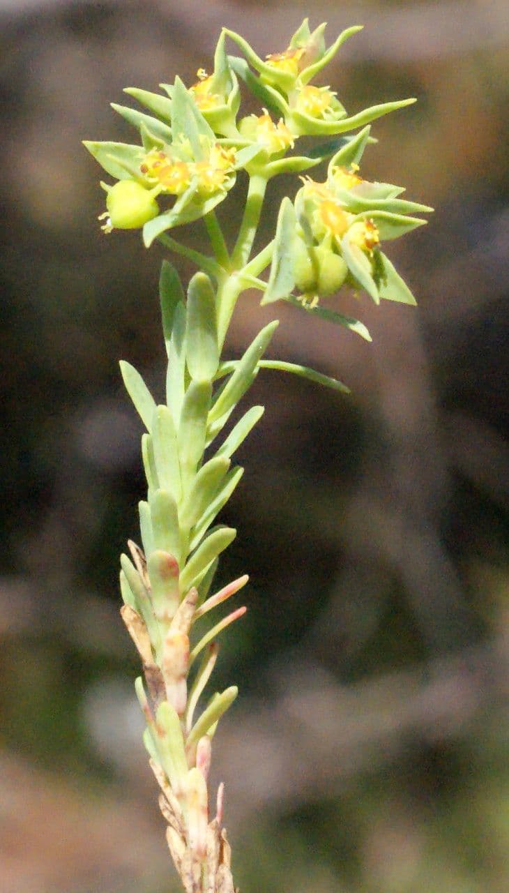 Kleine Wolfsmilch 26
