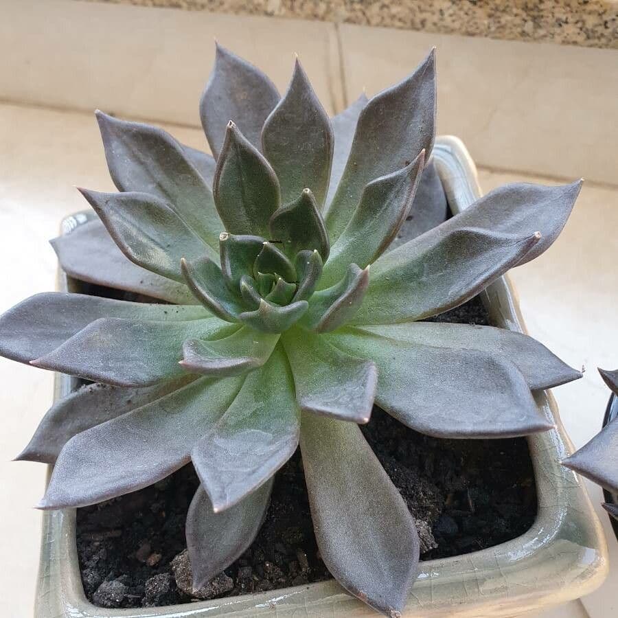Echeveria 11
