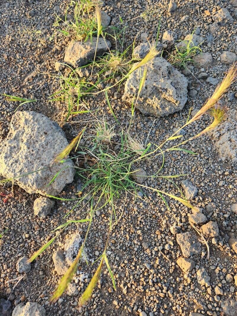 Aristida congesta 6