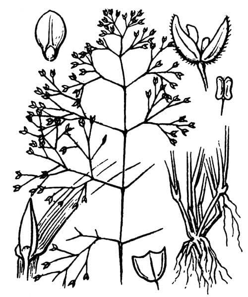 Antinoria